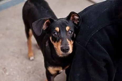 Dolar - psie dziecko szuka domu, adoptuj,  łódzkie