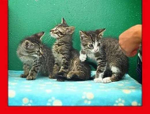 3 cudne pręguski szukają dobrych domów. ADOPCJA !
