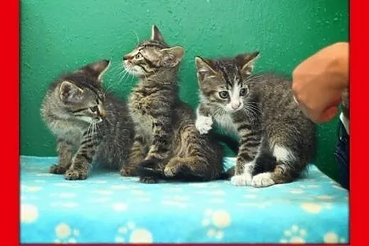 3  cudne pręguski szukają dobrych domów. ADOPCJA !