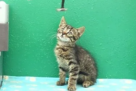 3  cudne pręguski szukają dobrych domów. ADOPCJA !