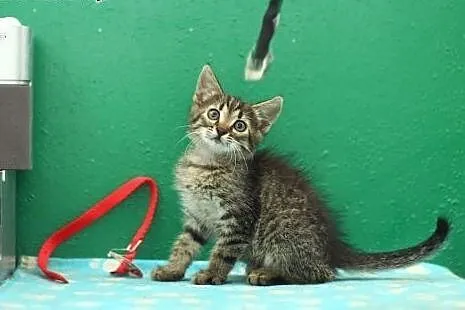 3  cudne pręguski szukają dobrych domów. ADOPCJA !