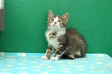 3  cudne pręguski szukają dobrych domów. ADOPCJA !