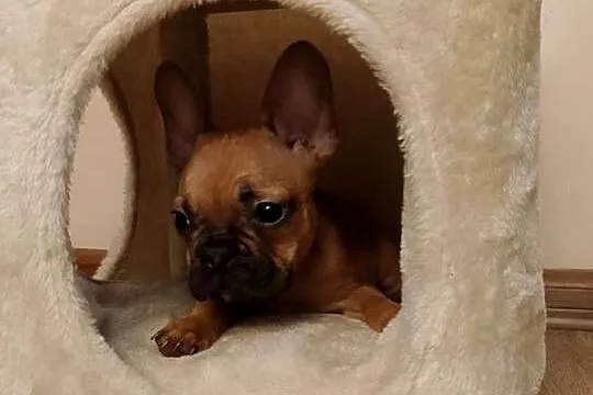 Buldog francuski