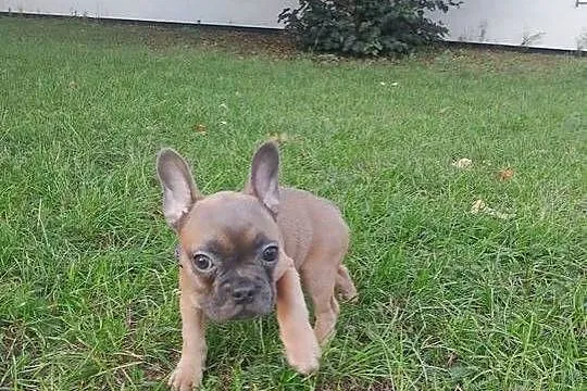 Buldog francuski, Śląskie, Częstochowa