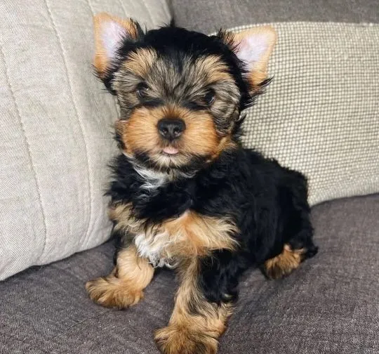 Urocze szczenięta rasy Yorkshire Terrier szukają kochającej rodziny., , Gdańsk