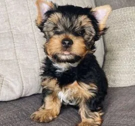 Urocze szczenięta rasy Yorkshire Terrier szukają kochającej rodziny.