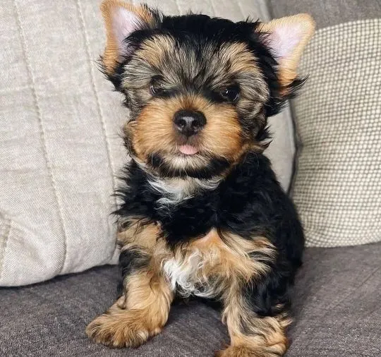 Urocze szczenięta rasy Yorkshire Terrier szukają kochającej rodziny.
