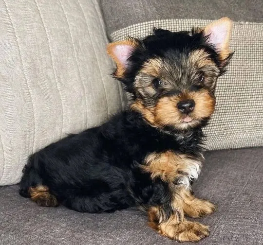 Urocze szczenięta rasy Yorkshire Terrier szukają kochającej rodziny., , Gdańsk