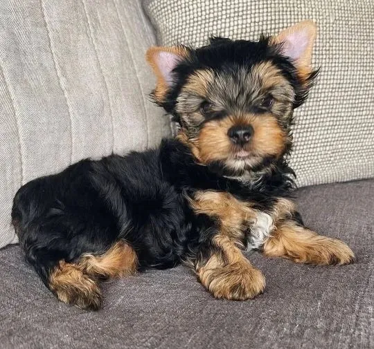 Urocze szczenięta rasy Yorkshire Terrier szukają kochającej rodziny., , Gdańsk