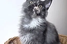 Maine Coon - kotki !