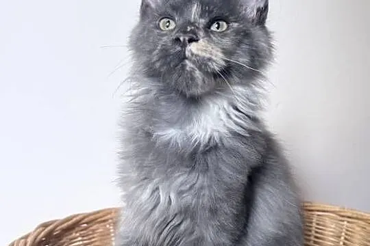 Maine Coon - kotki !, Dolnośląskie, Wińsko