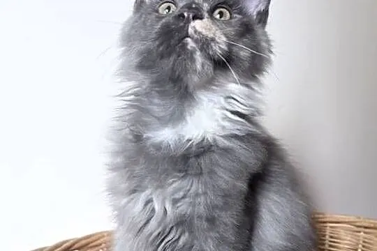 Maine Coon - kotki !, Dolnośląskie, Wińsko