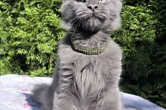 Maine Coon - kotki !, Dolnośląskie, Wińsko