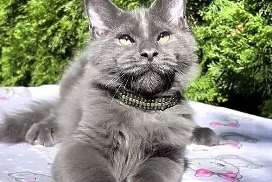 Maine Coon - kotki !, Dolnośląskie, Wińsko