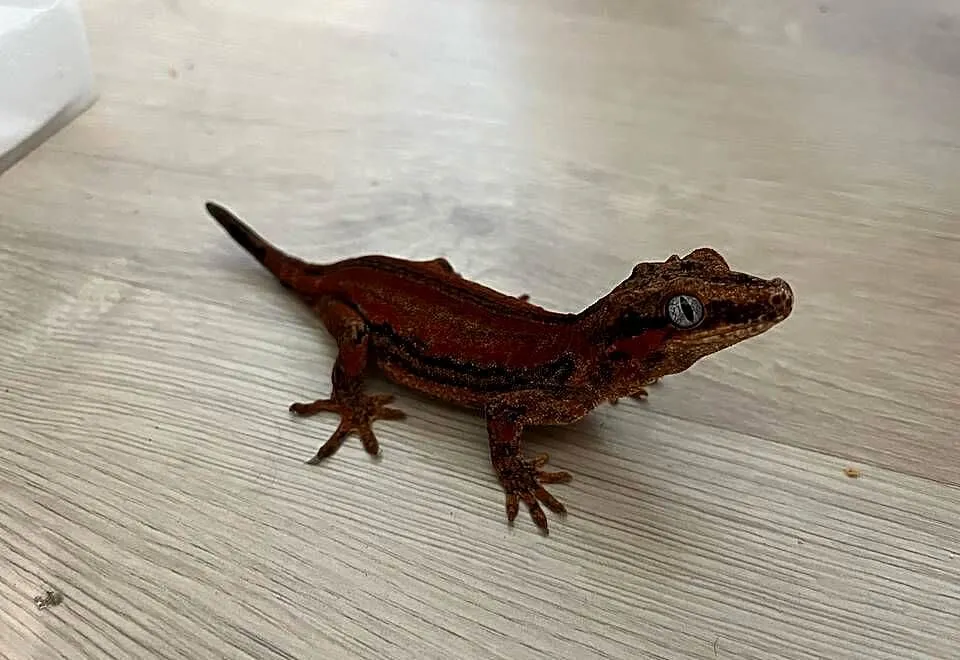 Gekon gargulcowy Red stripe blotch samica, Śląskie, Bielsko-Biała