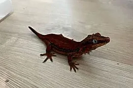 Gekon gargulcowy Red stripe blotch samica