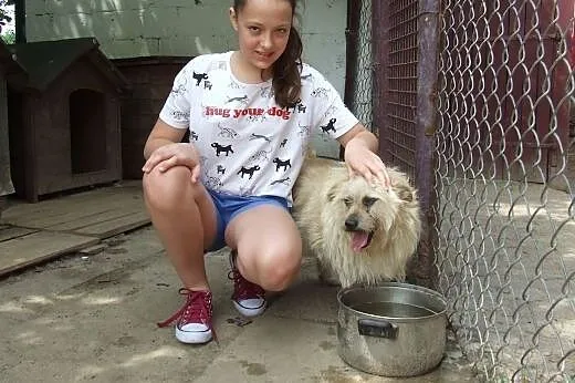 Uratuj psa z Azorka, adoptuj Skrzata,  mazowieckie, Warszawa