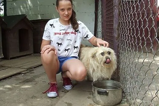Uratuj psa z Azorka, adoptuj Skrzata,  mazowieckie, Warszawa