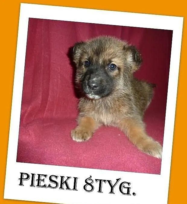 Szczeniaki 8tyg. pieski średnie lub większe.ADOPCJ