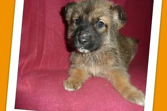 Szczeniaki 8tyg. pieski średnie lub większe.ADOPCJ