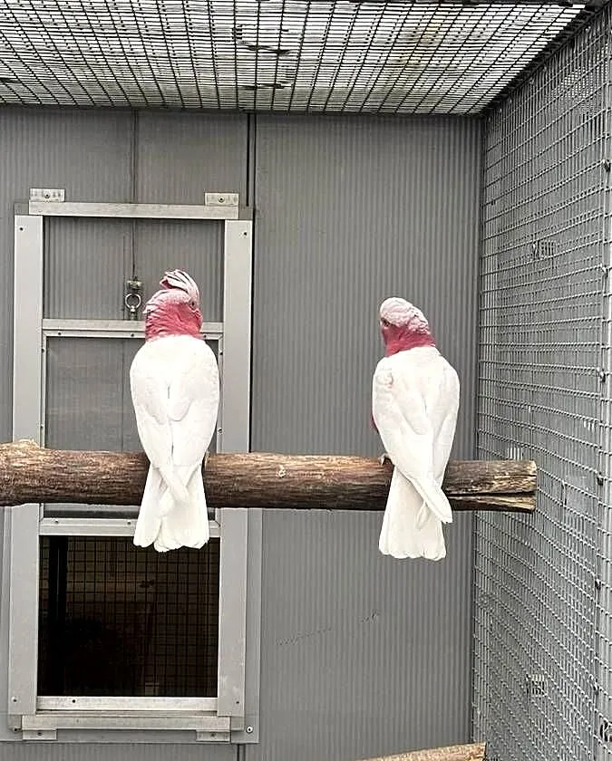 Kakadu Różowa lutino para 22/21, Małopolskie, Kłaj