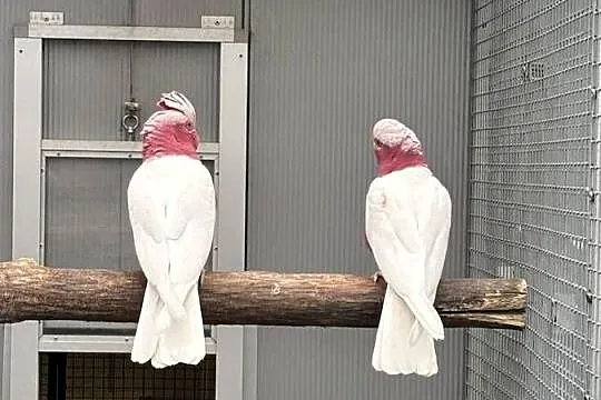 Kakadu Różowa lutino para 22/21, Małopolskie, Kłaj