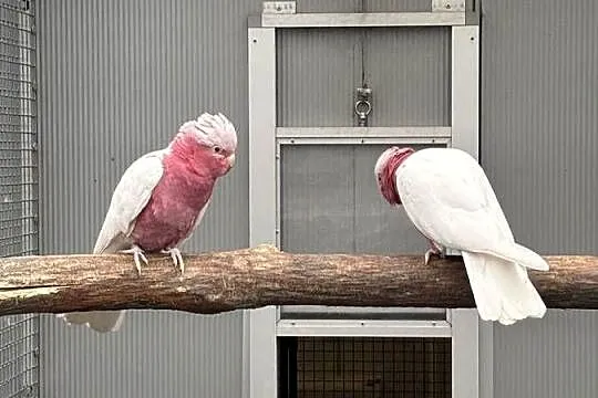 Kakadu Różowa lutino para 22/21, Małopolskie, Kłaj