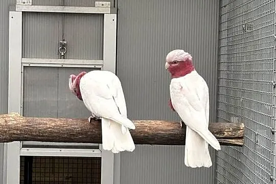Kakadu Różowa lutino para 22/21, Małopolskie, Kłaj