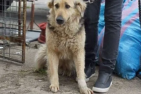 ZAZU, ZUZA- 8 tyg suczki do adopcji,  śląskie Katowice