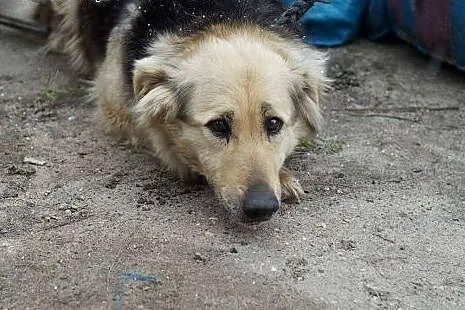 ZAZU, ZUZA- 8 tyg suczki do adopcji,  śląskie Kato