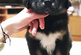 Mastif tybetański szczeniaki sprzedam, Krosno, Krosno