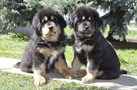 Mastif tybetański szczeniaki sprzedam, Krosno, Krosno