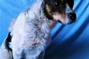 ŁATEK - nieśmiały, delikatny, kochany psiak do adopcji,  mazowieckie Warszawa, Mazowieckie, Warszawa
