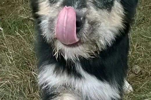 Axel - pies w typie sznaucera czaka na dom,  dolno