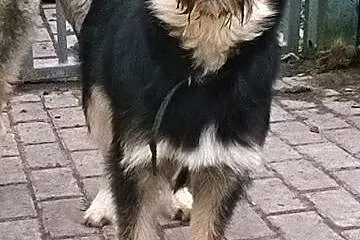 Axel - pies w typie sznaucera czaka na dom,  dolno