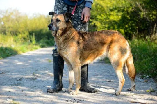 Sonia - przyjazna, łagodna suczka szuka domu!  Sonia jest przepiękną, około 7 letnią suczką. Trafiła, , Warszawa