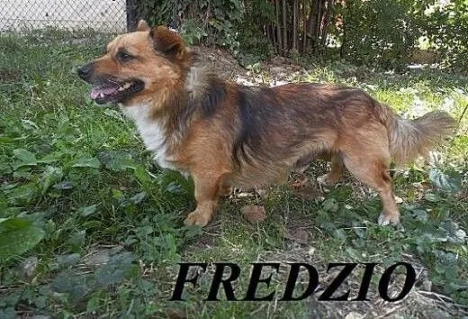 FREDZIO szuka domu, małopolskie Nowy Sącz