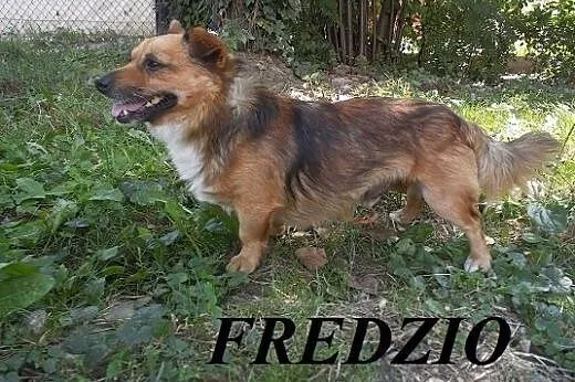 FREDZIO szuka domu, małopolskie Nowy Sącz
