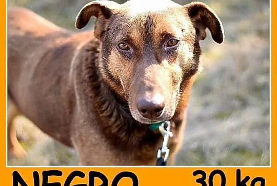 30 kg, zrównoważony, spokojny, grzeczny,przyjazny pies NEGRO_Adopcja