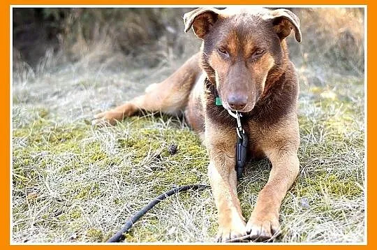 30 kg, zrównoważony, spokojny, grzeczny,przyjazny 