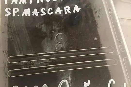 wnuk sprzeda kilka pajakow okolice Poznania, Wielkopolskie, Poznań