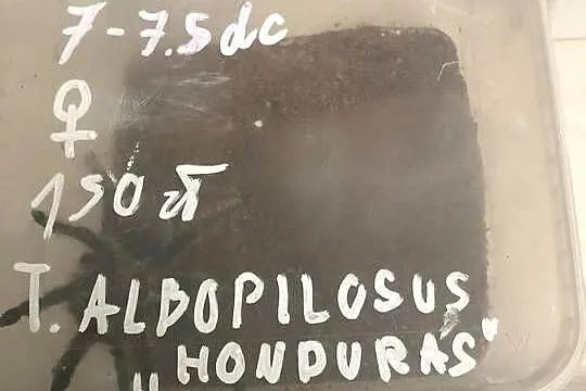 wnuk sprzeda kilka pajakow okolice Poznania, Wielkopolskie, Poznań