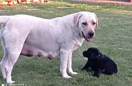 Labrador Retriever szczeniaki z rodowodem, Zgłobień