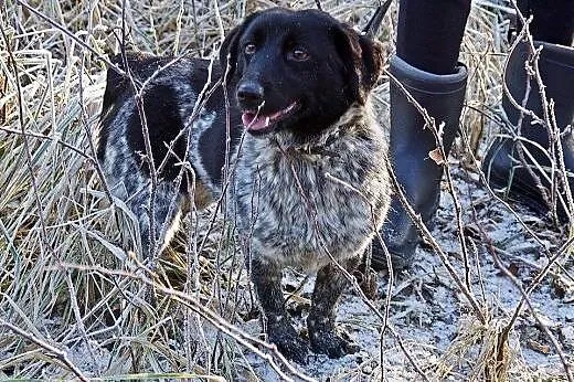 Młoda, nakolankowa Sara, typowy kanapowiec do poko