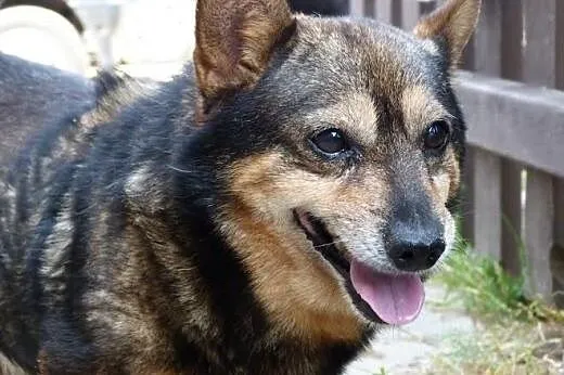 Piżmak - mikro pies do adopcji :),  Kundelki cała 