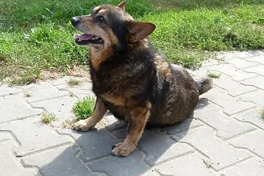 Piżmak - mikro pies do adopcji :),  Kundelki cała 
