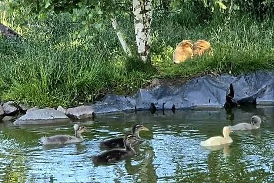 Biegusy Indyjskie, Warmińsko-mazurskie, Ełk