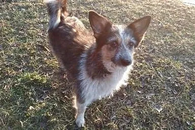 Krysia - miniaturowa sunia (7Kg) do pilnej adopcji