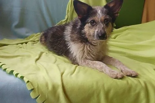 Krysia - miniaturowa sunia (7Kg) do pilnej adopcji