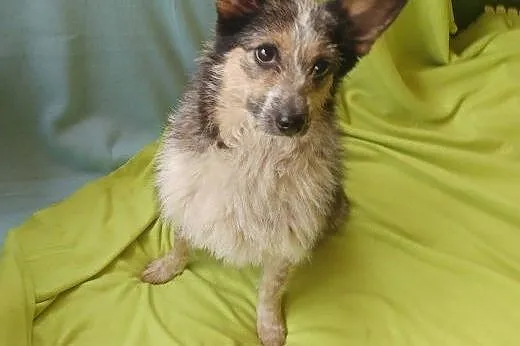 Krysia - miniaturowa sunia (7Kg) do pilnej adopcji